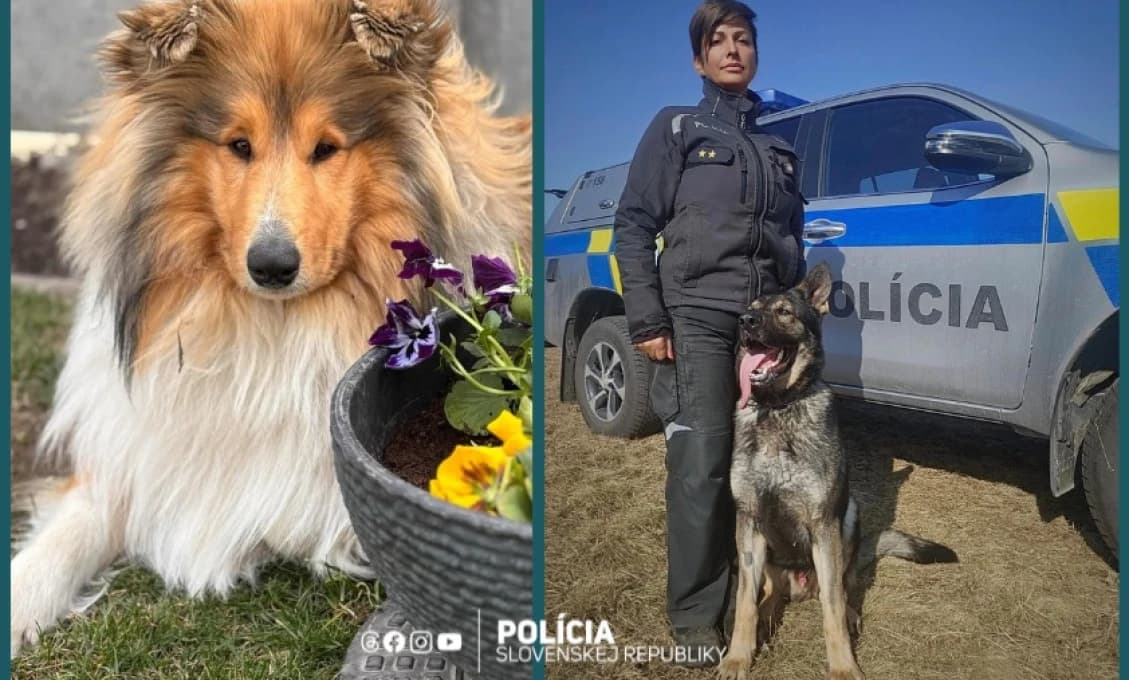 Štvornohý policajt zachránil život svojmu "kolegovi"