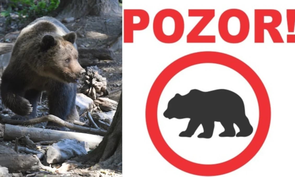 Pozor! V tejto obci blízko Levíc sa objavila nečakaná návšteva: „Pohybuje sa medzi domami"