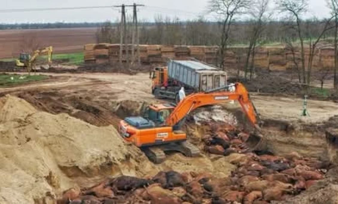 V Maďarsku panika! Videá z pohrebiska slintačky a krívačky desia ľudí (VIDEO)
