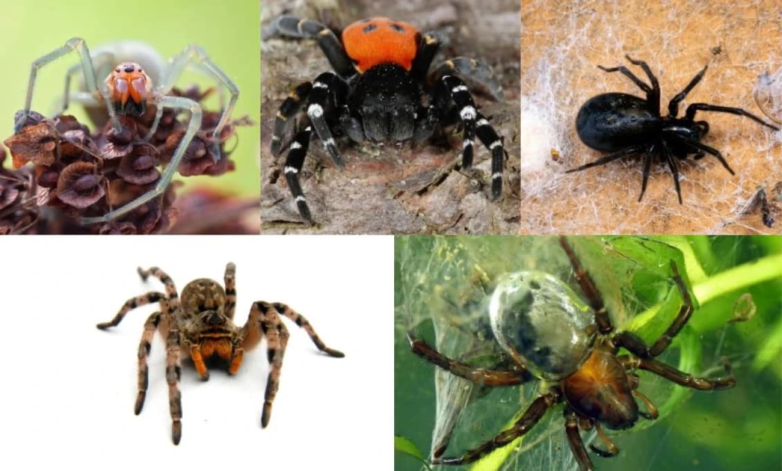 Ste arachnofobik? Tento článok, radšej vynechajte!
