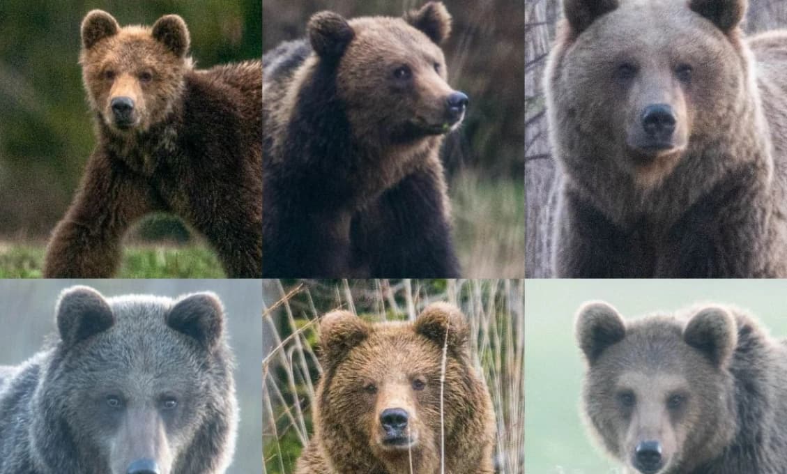Drsný dôkaz: Kuffa zverejnil zábery muža po útoku medveďa