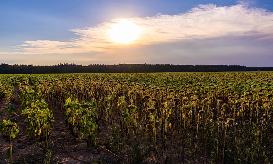Predpovede varujú pred extrémnym suchom, Tornaľa prijíma opatrenia