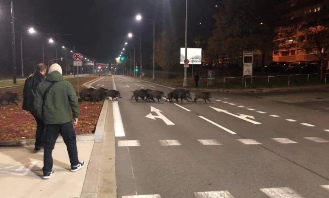Bratislavčanom strpčujú život diviaky. Mesto povoľuje mimoriadny odlov