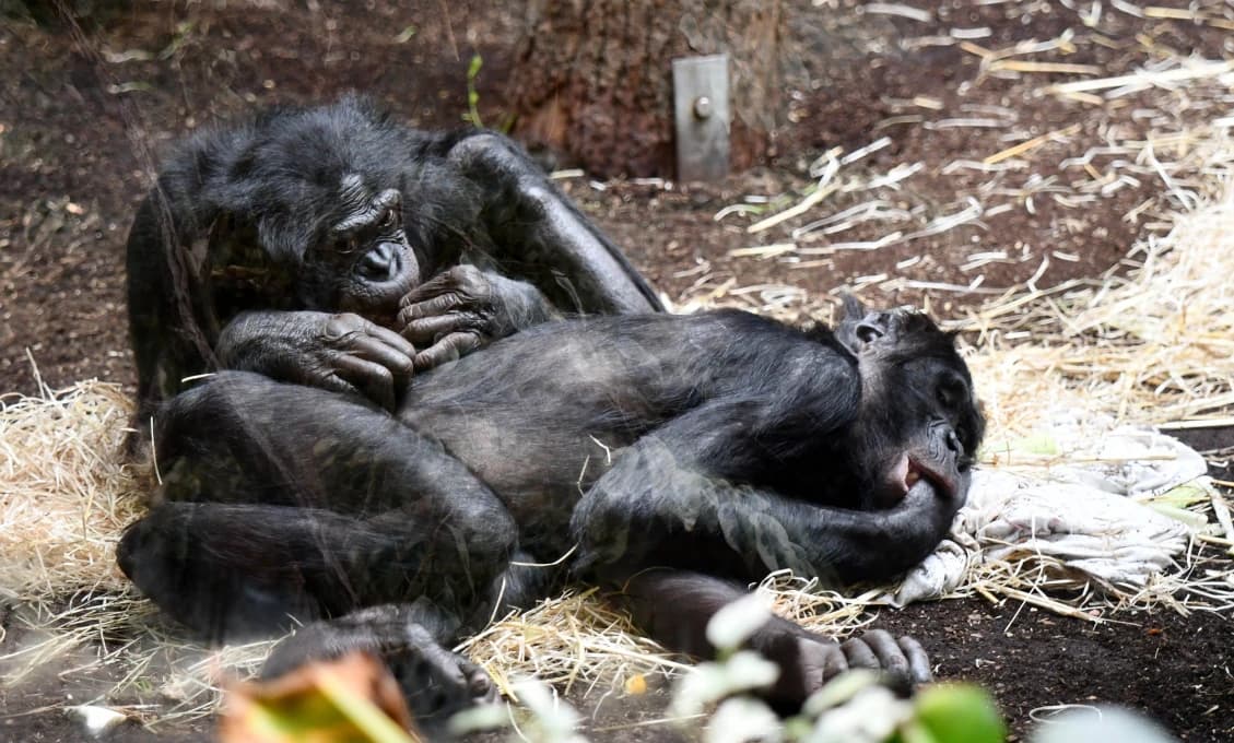 Najstaršieho šimpanza bonobo na svete utratili v zoo, mal 61 rokov