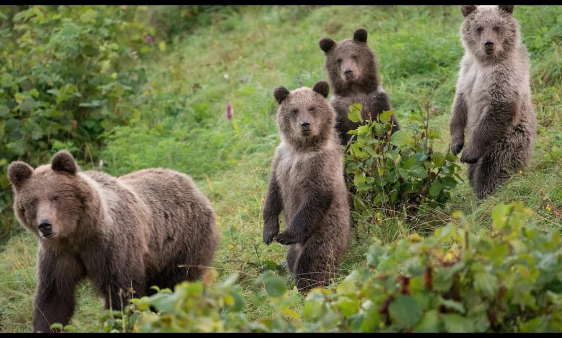 ČESKO V PANIKE! Asi majú medveďa! Slovenská biologická zbraň?