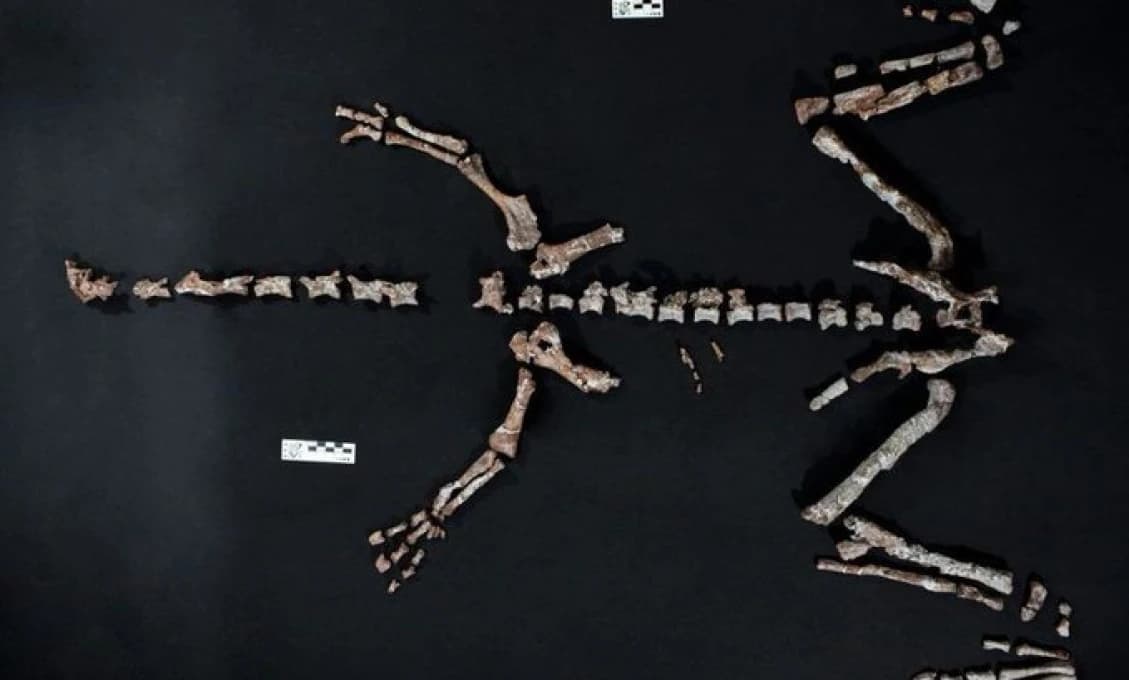 Argentína: Vedci objavili pozostatky jedného z najstarších dinosaurov