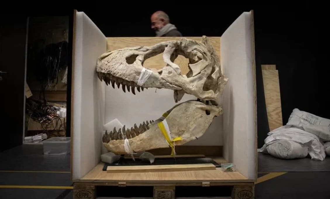Francúzsko vrátilo Mongolsku pašovanú kostru dinosaura