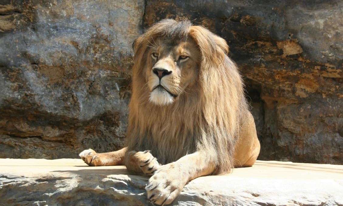 Vedci nemôžu uveriť tomu, čo sa deje v Afrike. Invázia mravcov ohrozuje levy a stromy