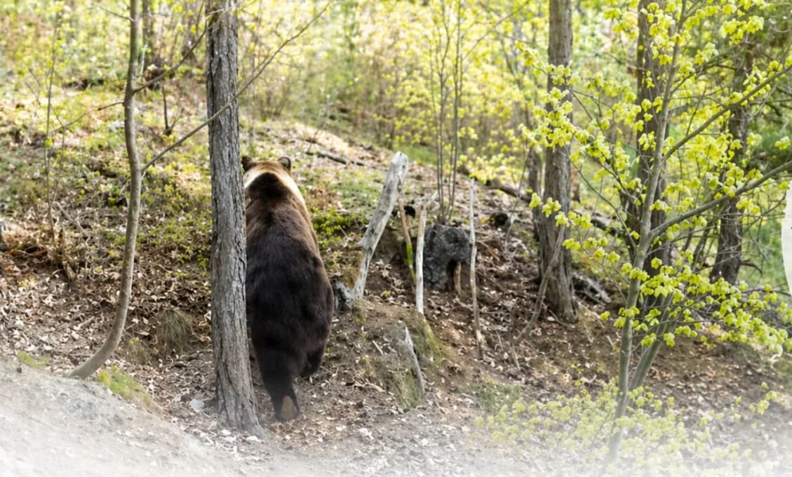 Turisti, pozor! V okolí Urpína sa pohybuje skupina piatich medveďov (VIDEO)