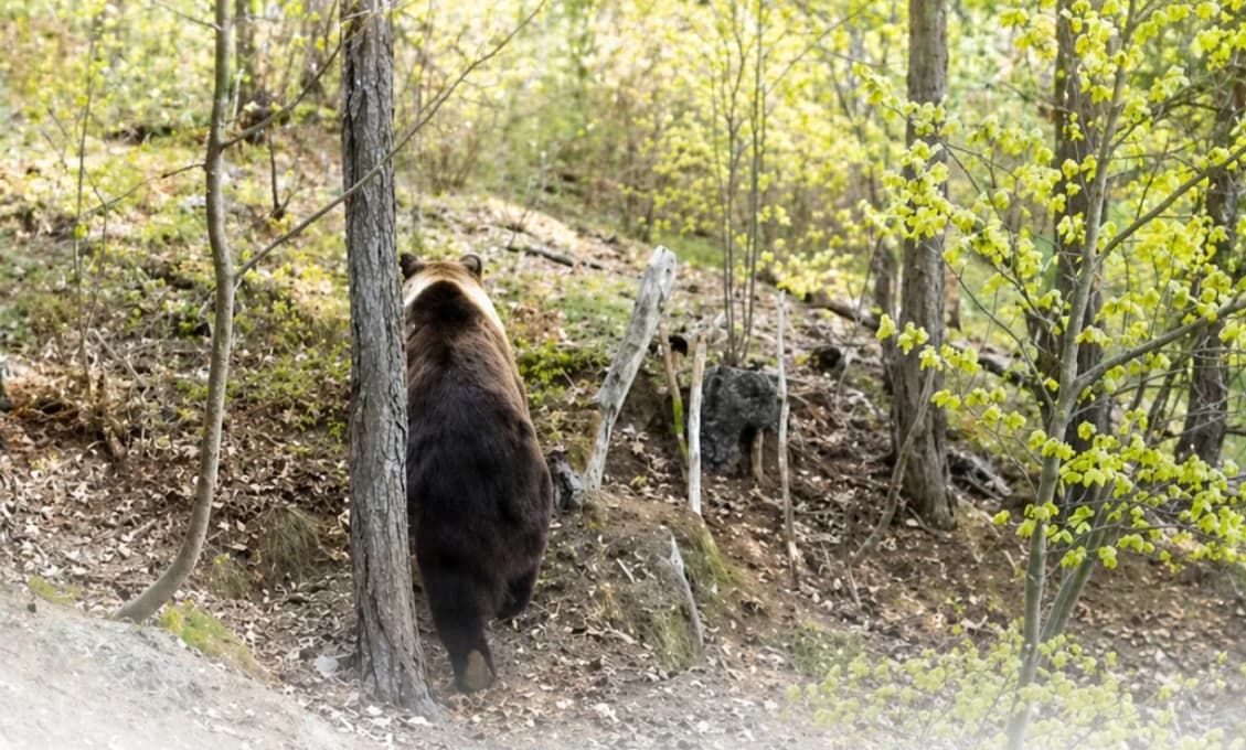 POZOR ZRANENÝ MEDVEĎ! Starosta obce v Nitrianskom kraji varuje (VIDEO)