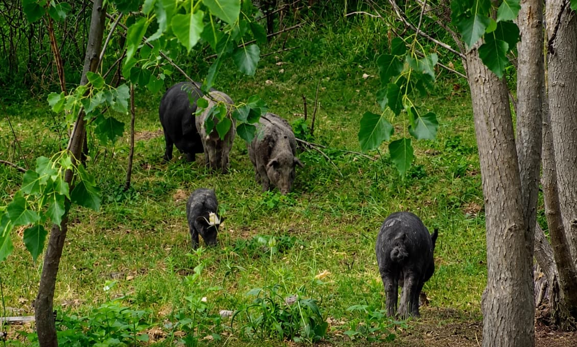 Kolárovské "safari"! Desiatky prasiat ničí úrodu po celom okolí. Majiteľ dáva ruky preč (VIDEO)