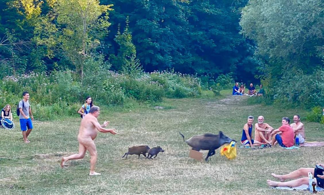 Prečo nemecký nudista naháňal divé prasa?