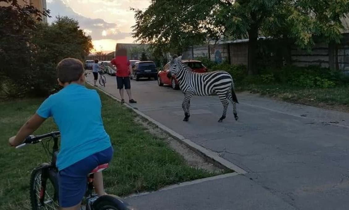 Zebra na úteku: Sídlisko v Piešťanoch malo na chvíľu safari