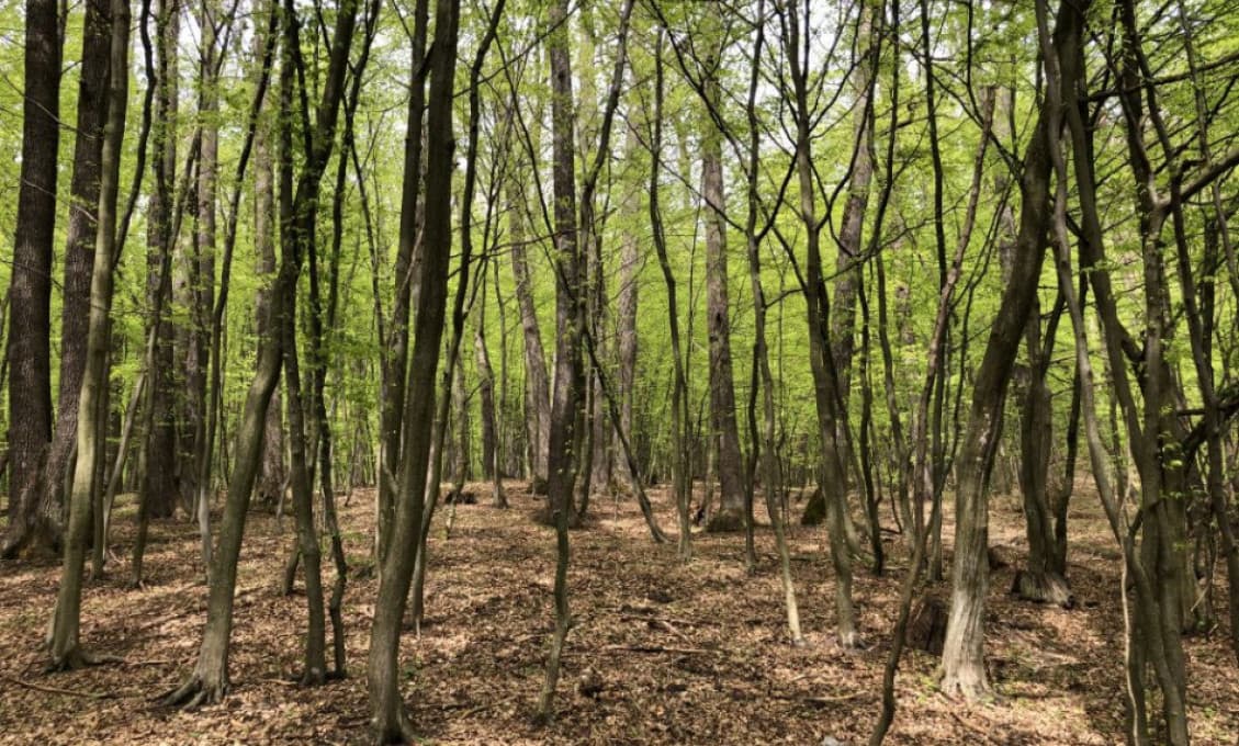 Na Slovensku vzniknú prírodné rezervácie Rydošová a Vihorlatský prales