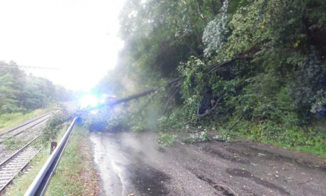 Tragédia: Víchor zhodil na okraji Brna strom na mamičku s kočíkom. Dieťa zomrelo!