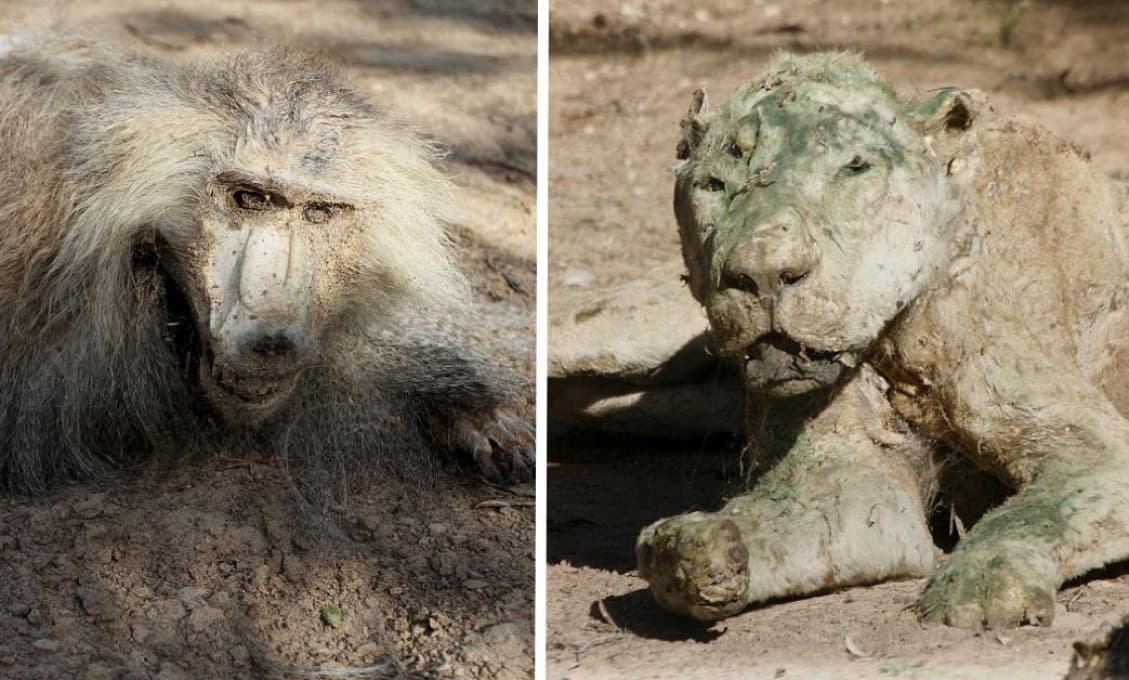Zoo ako z hororu! V Palestíne majú v klietkach múmie mŕtvych zvierat (FOTO)