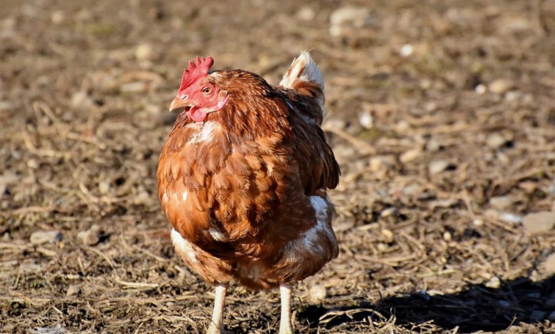 Belgicko utratilo 151 000 kurčiat po prepuknutí vtáčej chrípky na farme neďaleko francúzskych hraníc
