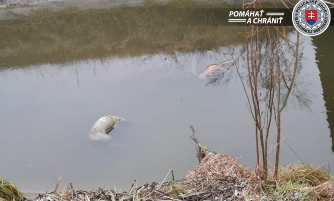 V kanáli pri Senci boli nájdené mŕtve šteniatka, mačka i pes. Prípad je v rukách polície