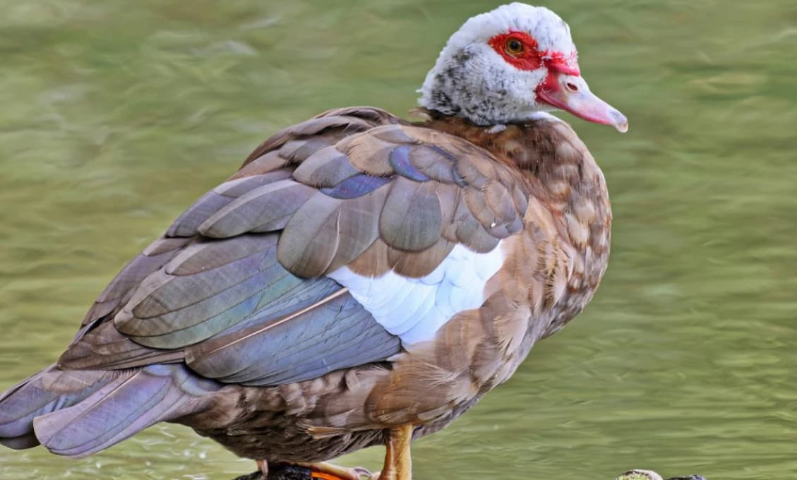 Vtáčia chrípka v ZOO Košice. Ďalšia epidémia prekročila hranice Slovenska