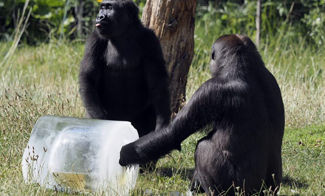 Gorily v kalifornskej zoo mali pozitívny test na koronavírus