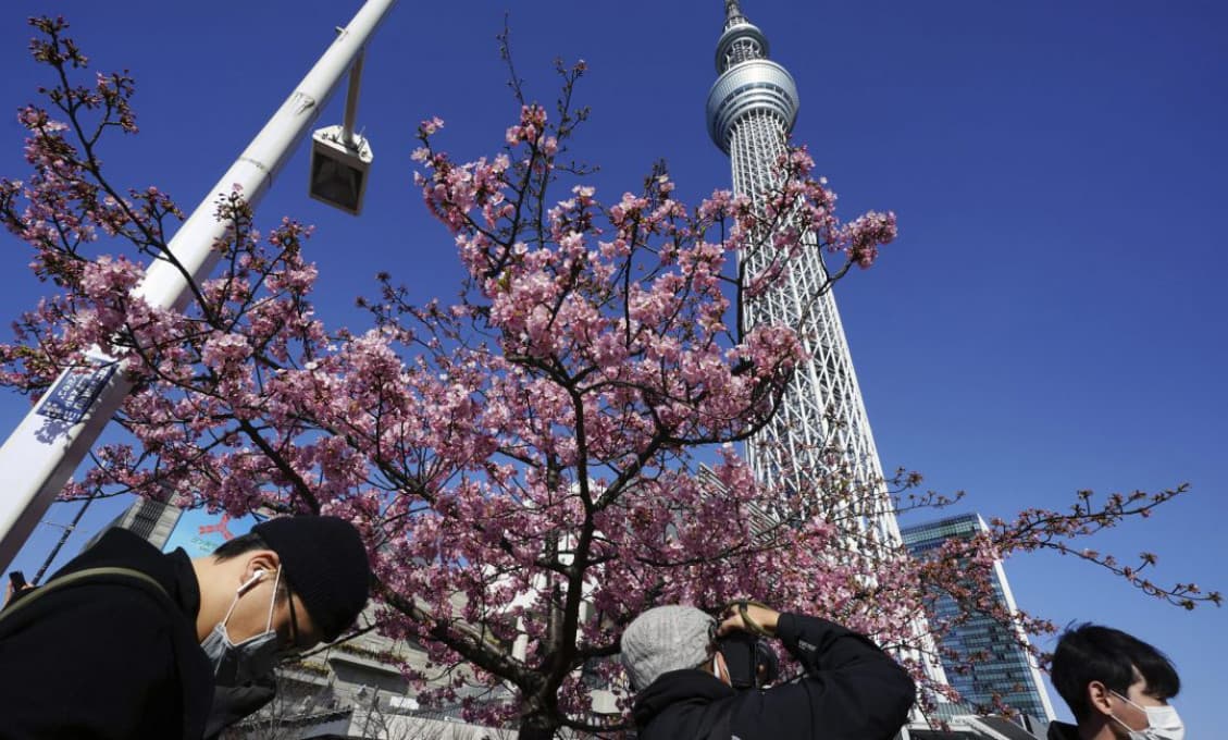 Japonsko: Sakury tento rok rozkvitli najskôr za ostatných 1200 rokov