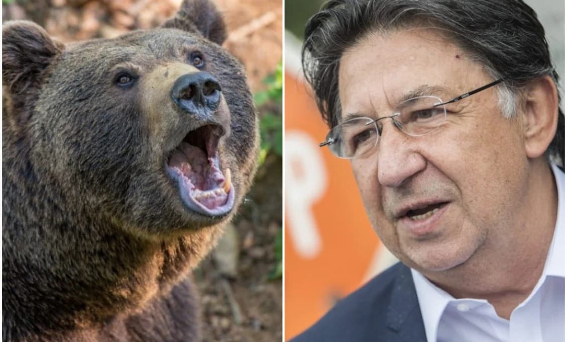 Medveďov túlajúcich sa mestami je na Slovensku čoraz viac: Budaj poukazuje na to, že na vine sú ľudia