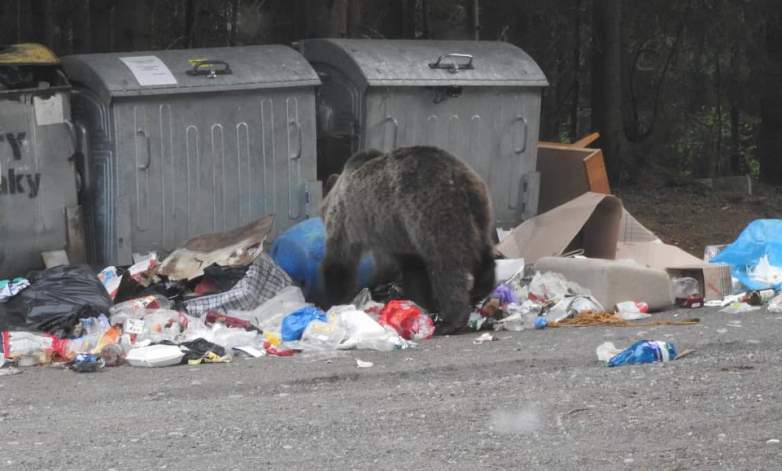 Po smrteľnom útoku na človeka sa začína riešiť, či budeme regulovať počet medveďov zabitím