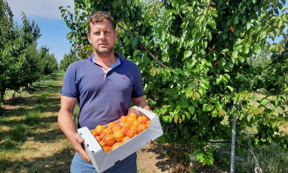 Pozor! Dnes sa začal samozber marhúľ. Nezdraželi, sú výborné a sladké