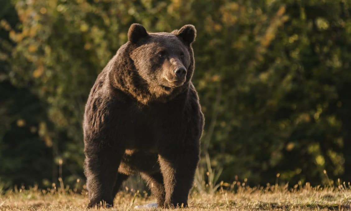 Toto asi nechce zažiť nikto z nás! Medvedica napadla mladého muža na prechádzke