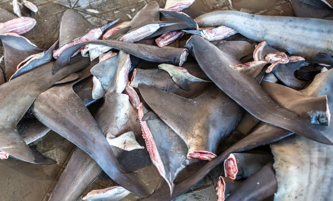 Kolumbijské úrady zhabali zásielku obsahujúcu takmer 3500 žraločích plutiev