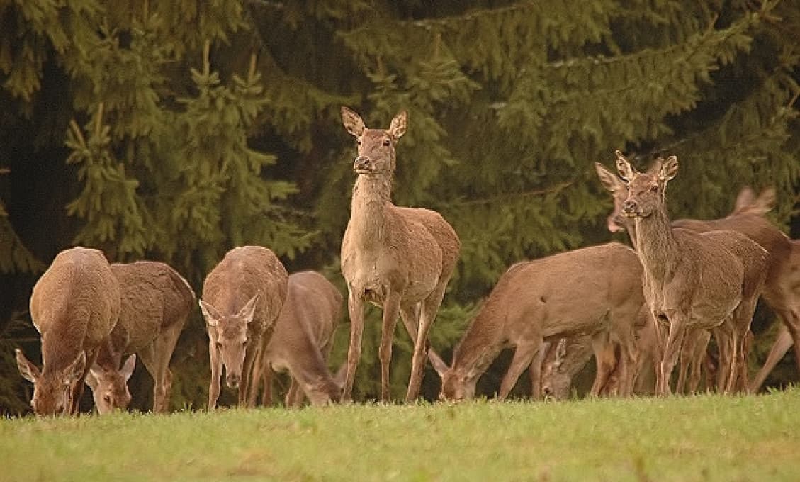 Otrasné: Na južnom Slovensku niekto odrezáva jeleňom hlavy!