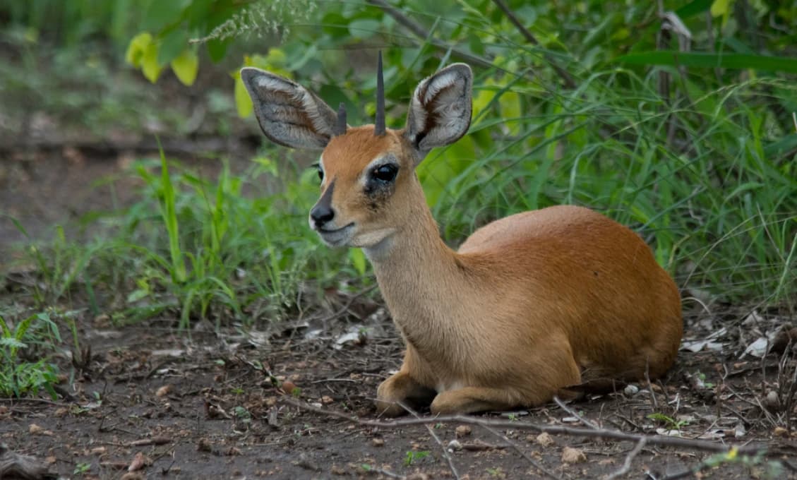 V bojnickej zoo sa narodila antilopa i pásavec