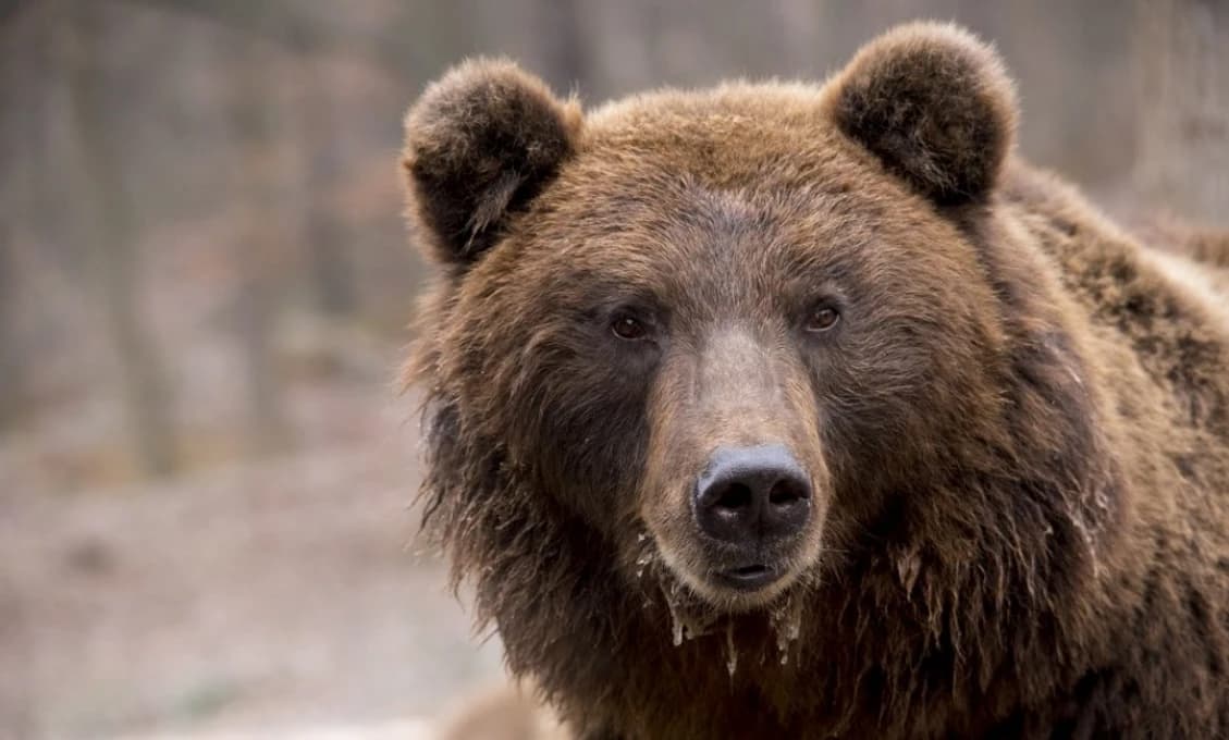 V Slovenskom raji upozorňujú na výskyt medveďa