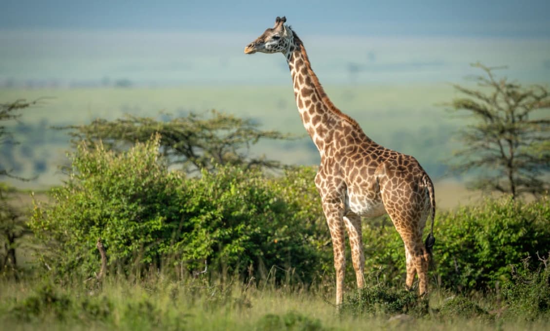 Bratislava: Najstaršia žirafia samica v bratislavskej ZOO náhle uhynula