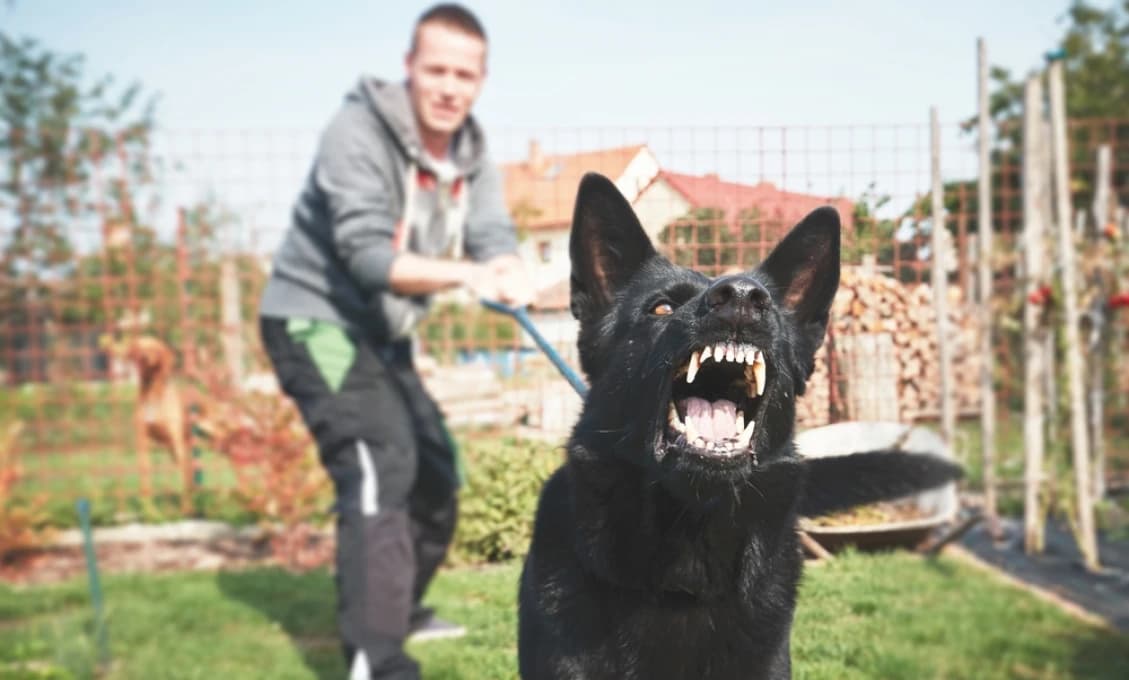 Pes zachránil svojho pána pred útokom, polícia agresora obvinila