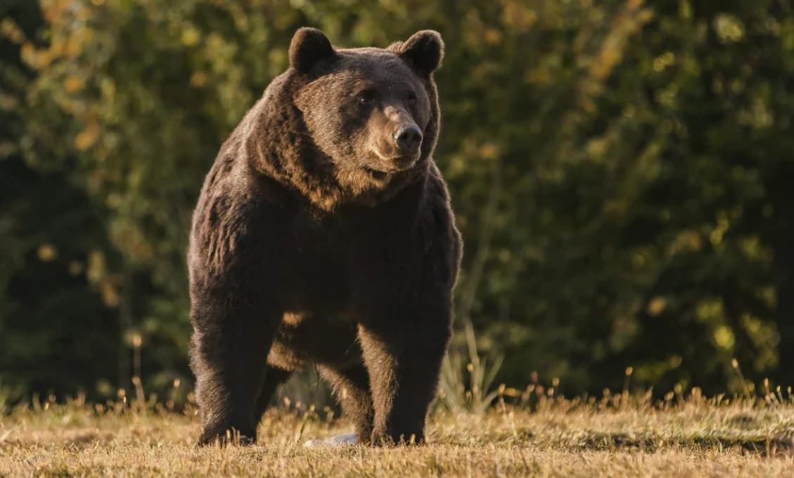 Na severnej diaľnici D1 usmrtil zásahový tím ŠOP SR zrazeného medveďa
