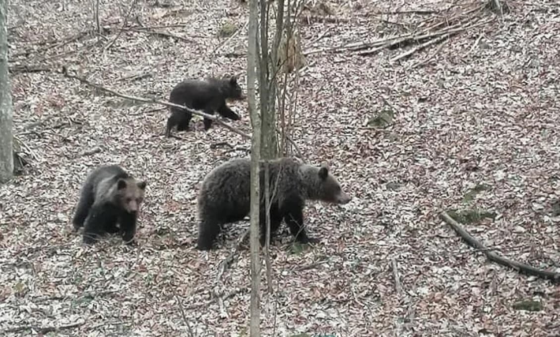 "Zbojníkom" v Zboji je medveď
