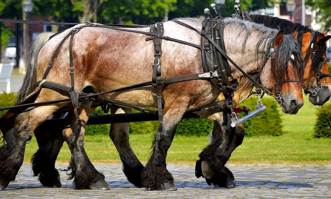Drahé palivo? Nevadí. Pozrite ako to vymyslel náš západný sused
