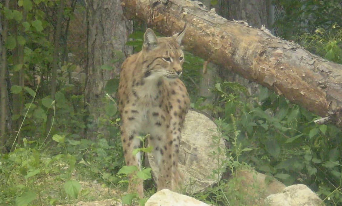 Bojnická zoo sa stará o mláďa rysa z Chorvátska