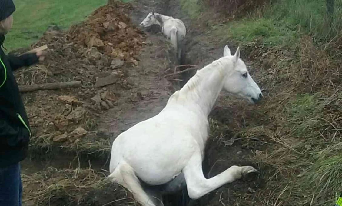 Prievidzskí hasiči pomohli koňom, ktorí spadli do úzkej jamy (FOTO)