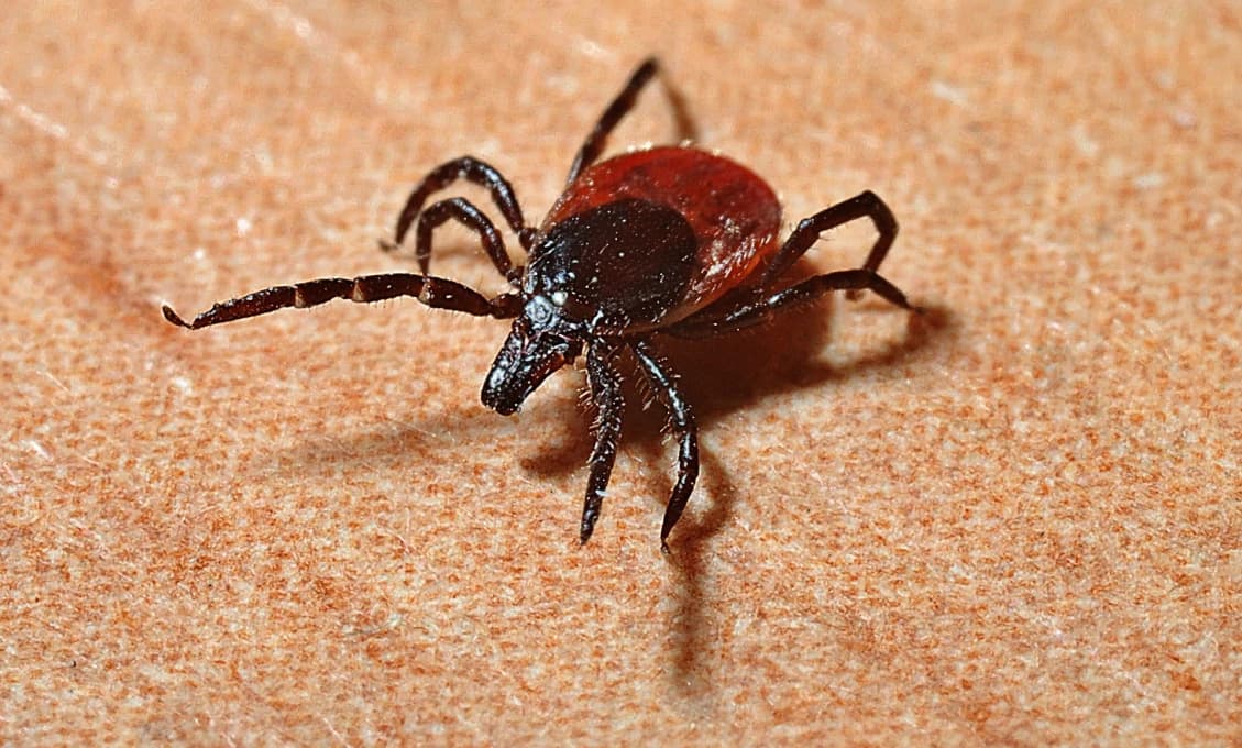Alarmujúce čísla! Pozor na kliešťovú encefalitidu