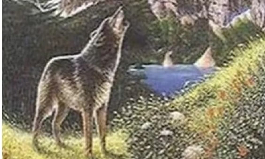 Koľko vlkov vidíte na obrázku?