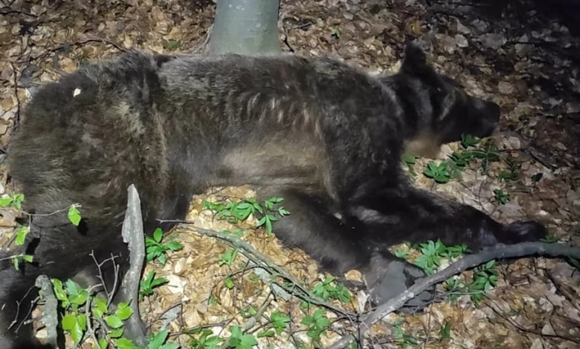 Sebeobrana alebo trestný čin? Za zabitie medvedice mu hrozí väzenie