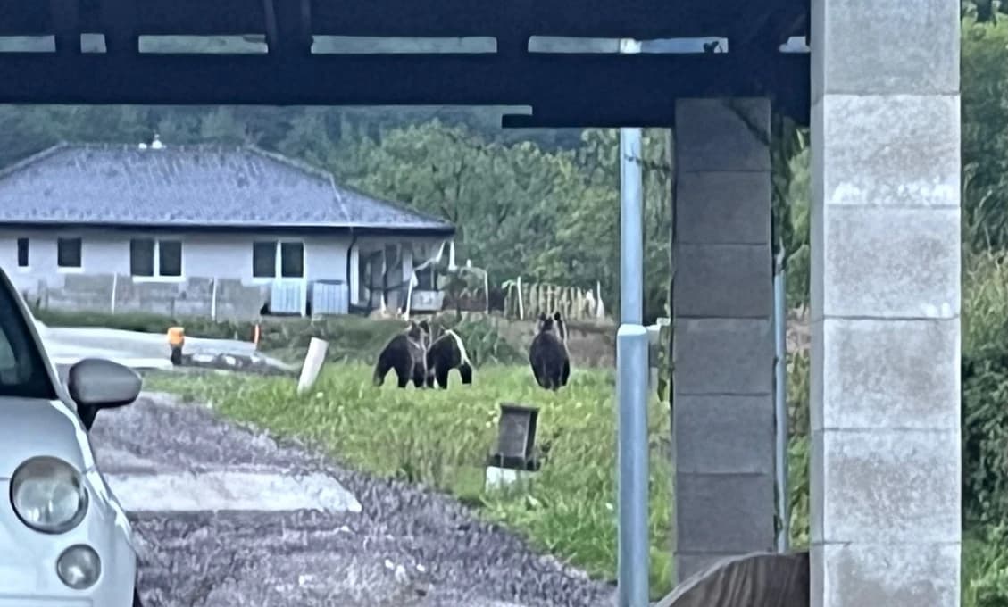 Ofenzíva medveďov v uličkách a záhradách obce Kľačno