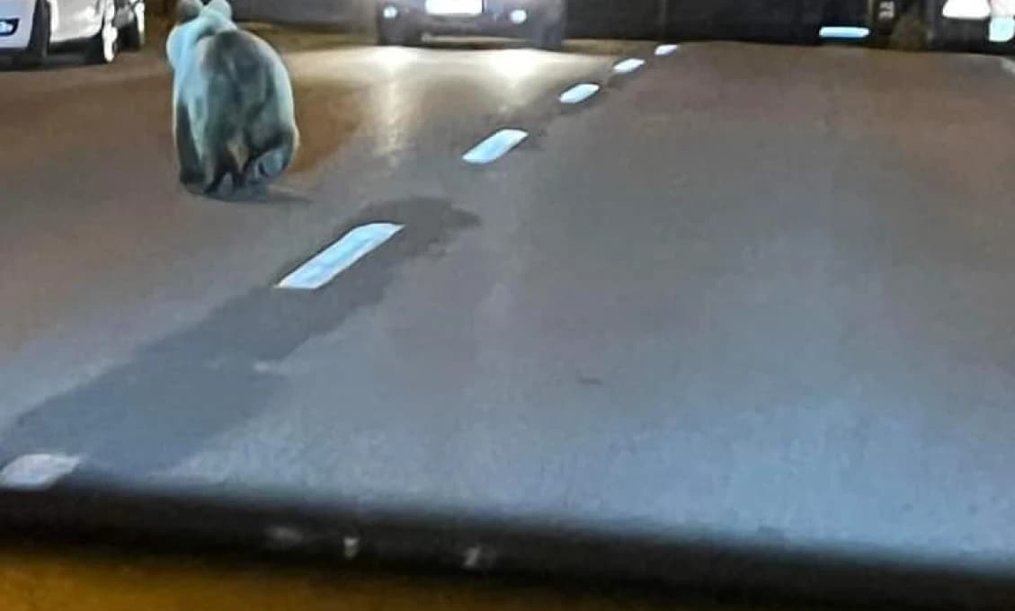 Medveď pobehoval v centre Banskej Bystrice! Obyvatelia v šoku! (FOTO)