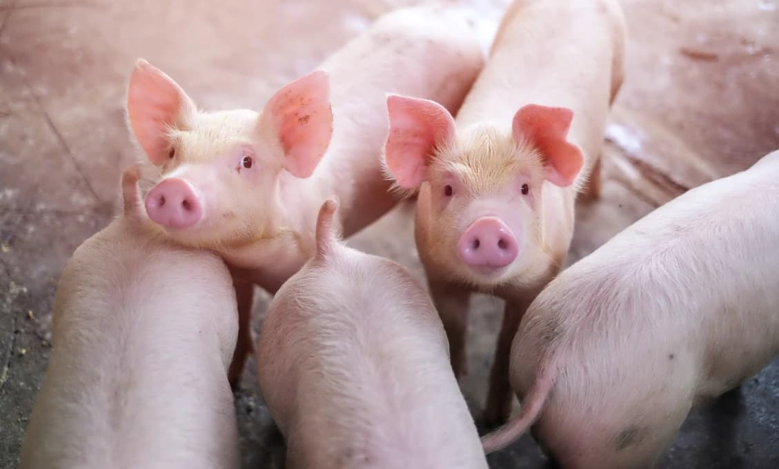 Takto si žili mimovládky na Slovensku (VIDEO)