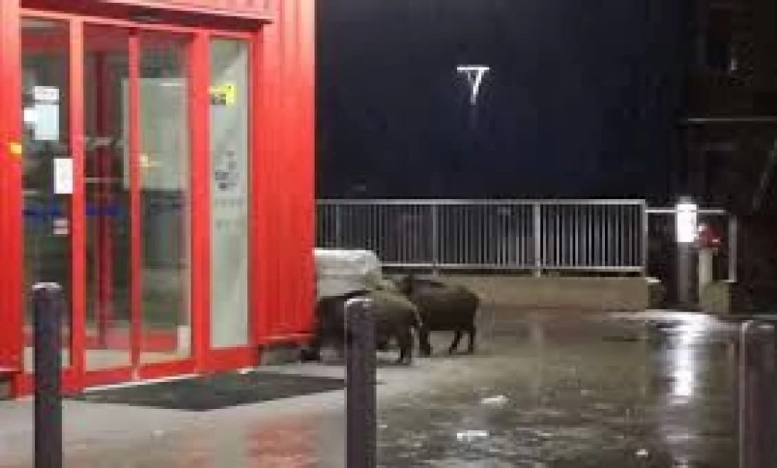 ŠOKUJÚCE VIDEO ÚTOKU diviakov na SÍDLISKU!