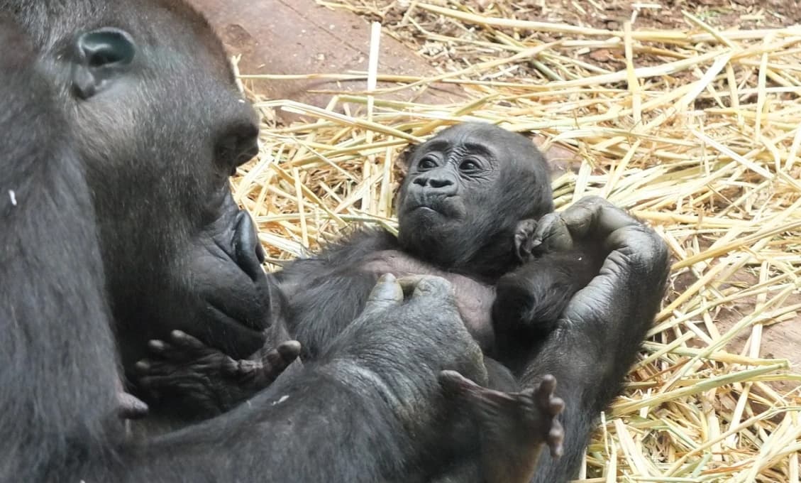 Nič ROZKOŠNEJŠIE dnes NEUVIDÍTE! Londýnska ZOO je nadšená
