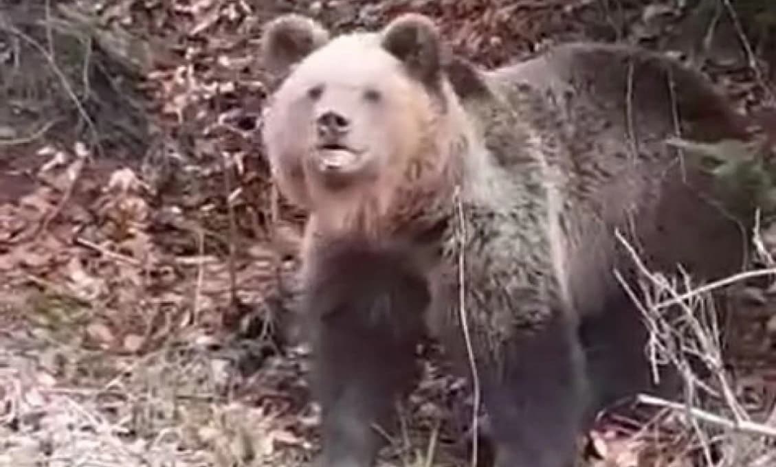Ďalší medveď v blízkosti domov! Tentokrát si pochutnal na ovci