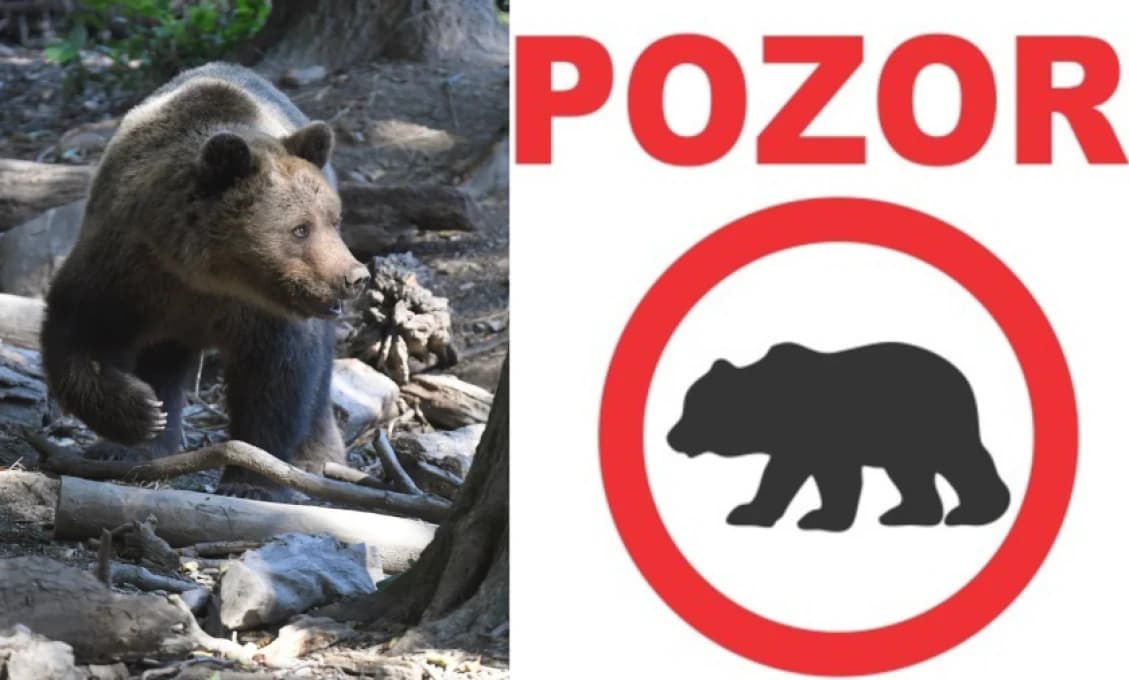 Kálnica: V lokalite Sudenice videli medveďa, obec vydala výstrahu obyvateľom